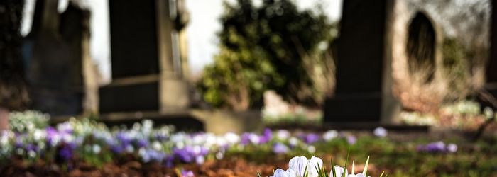 lila/weiße Blumen auf Friedhof